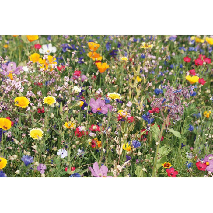 GiftRetail MO2161 - FLOMIX Mix flowerseeds disc